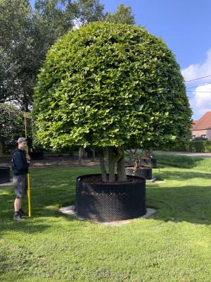 FAGUS SYLVATICA