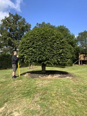 FAGUS SYLVATICA