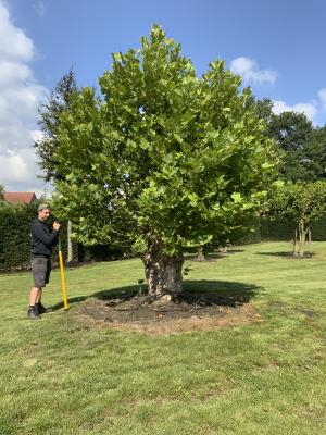 PLATANUS ACERIFOLIA