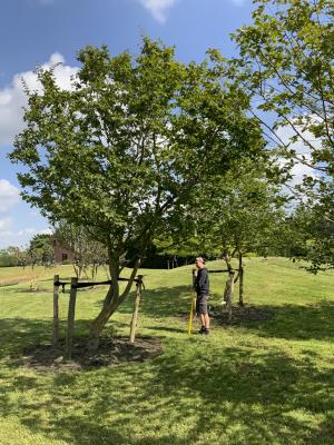 CARPINUS BETULUS