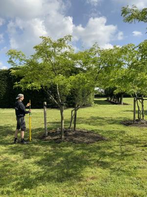 GLEDITSIA TRIACANTHOS SUNBURST