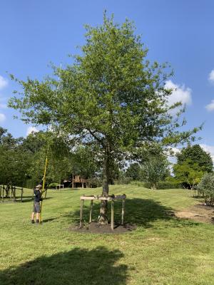 QUERCUS PHELLOS