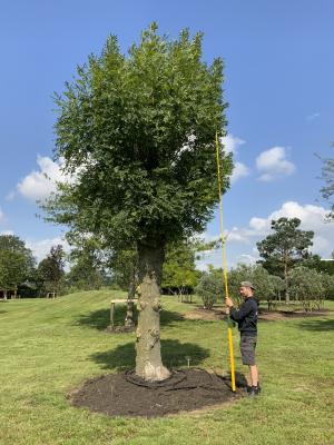 FRAXINUS EXCELSIOR