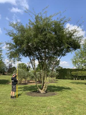 ZELKOVA VERSCHAFFELTII