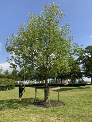 LIRIODENDRON TULIPIFERA