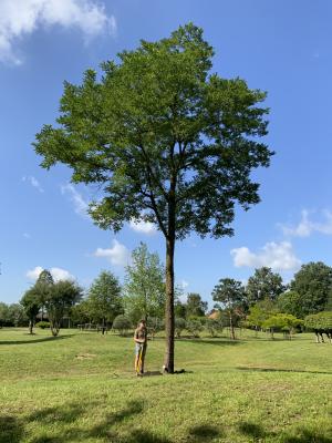 ROBINIA PSEUDOACACIA BESSONIANA