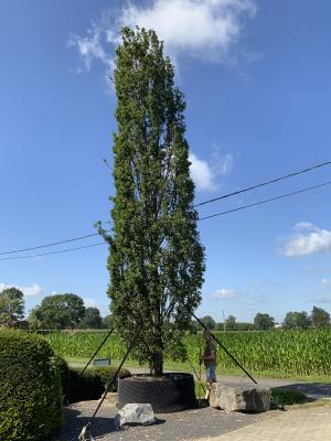 QUERCUS ROBUR FASTIGIATA KOSTER