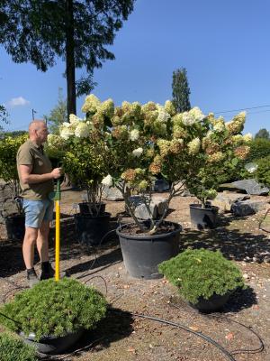 HYDRANGEA PANICULATA LIMELIGHT