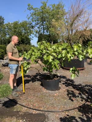 FICUS CARICA