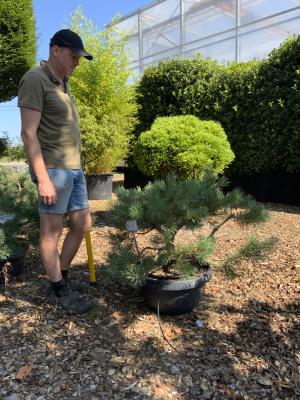 PINUS SYLVESTRIS REPENS