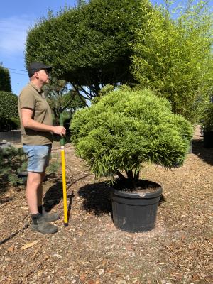 CRYPTOMERIA JAPONICA GLOBOSA NANA