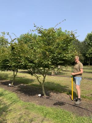 CARPINUS BETULUS ROCKHAMPTON RED