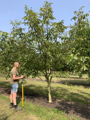 JUGLANS REGIA