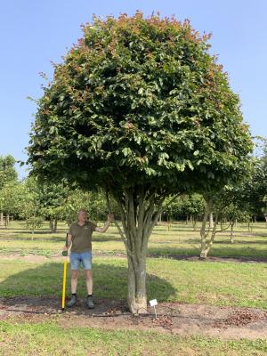 PARROTIA PERSICA