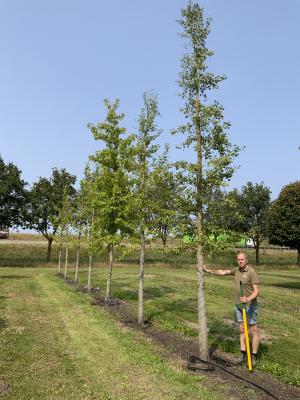 GINKGO BILOBA