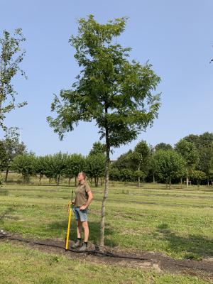 GLEDITSIA TRIACANTHOS SUNBURST