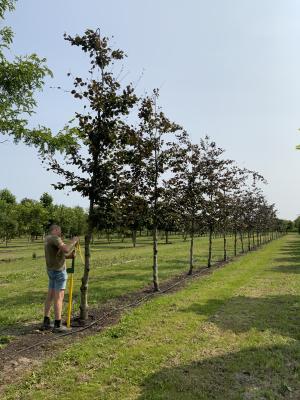 FAGUS SYLVATICA ATROPUNICEA