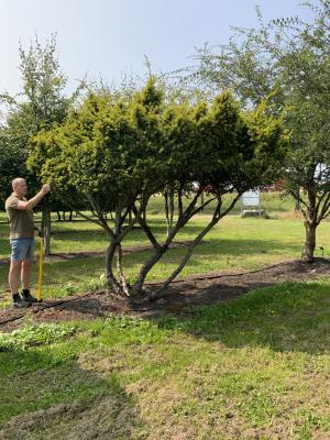 TAXUS BACCATA SEMPERAUREA