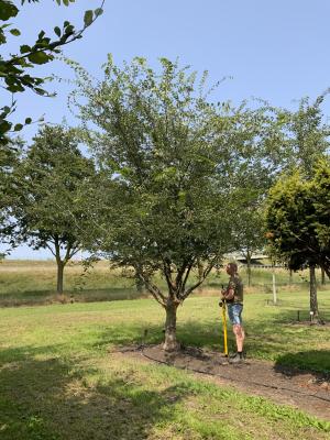 ZELKOVA CARPINIFOLIA