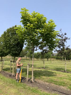 CATALPA BIGNONIOIDES AUREA