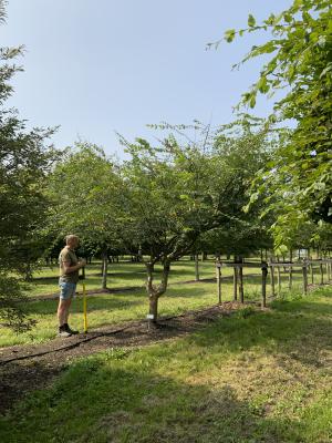 ZELKOVA CARPINIFOLIA