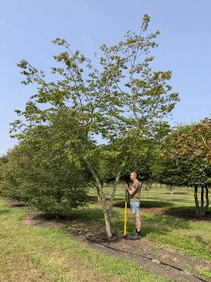 CARPINUS BETULUS