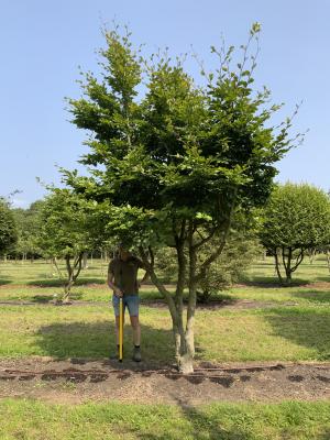 FAGUS SYLVATICA