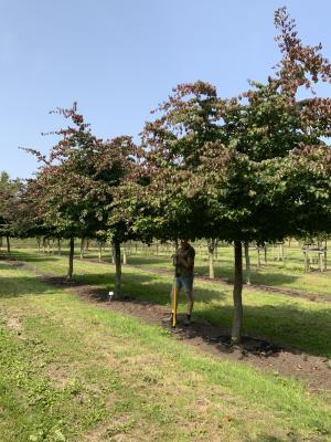 PARROTIA PERSICA