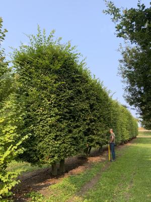 CARPINUS BETULUS