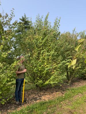 CERCIDIPHYLLUM JAPONICUM