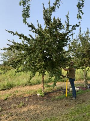 CORNUS MAS