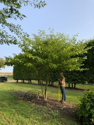 CORNUS CONTROVERSA