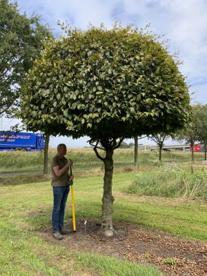 CARPINUS BETULUS