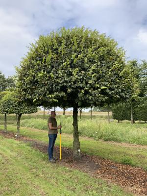 CARPINUS BETULUS