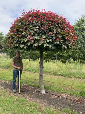 FAGUS SYLVATICA ATROPUNICEA