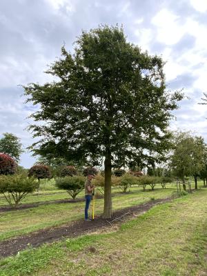 CARPINUS BETULUS