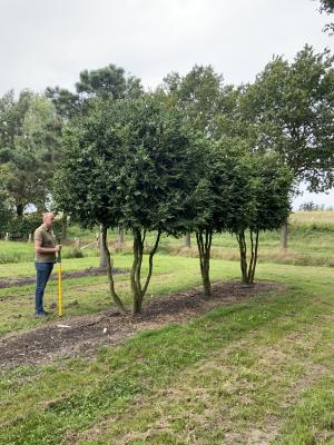 BUXUS SEMPERVIRENS ROTUNDIFOLIA