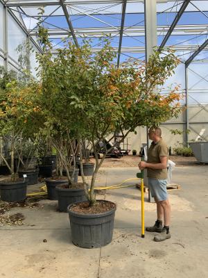 AMELANCHIER LAMARCKII