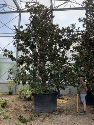 MAGNOLIA GRANDIFLORA GALLISONIENSIS