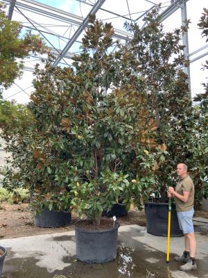 MAGNOLIA GRANDIFLORA GALLISONIENSIS