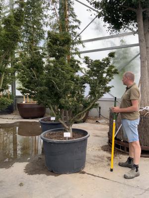 ACER PALMATUM SHISHIGASHIRA