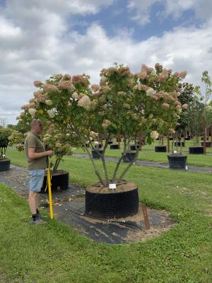 HYDRANGEA PANICULATA LIMELIGHT