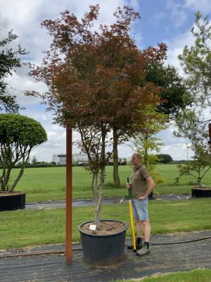 ACER PALMATUM SUMINAGASHI