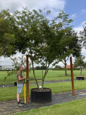 ZELKOVA SERRATA