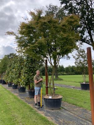 ACER PALMATUM