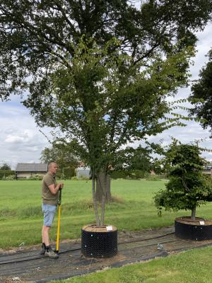 ZELKOVA SERRATA