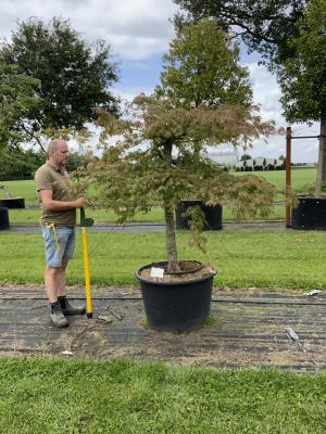 ACER PALMATUM DISSECTUM VIRIDIS