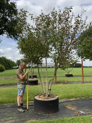 SYRINGA JOSIKAEA