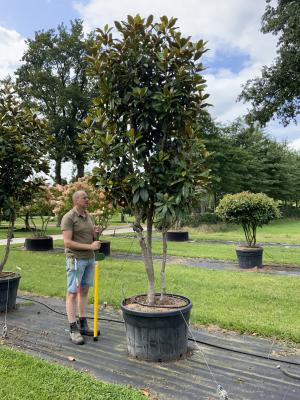 MAGNOLIA GRANDIFLORA GOLIATH