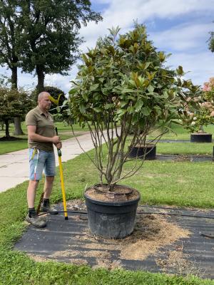 MAGNOLIA GRANDIFLORA GALLISONIENSIS